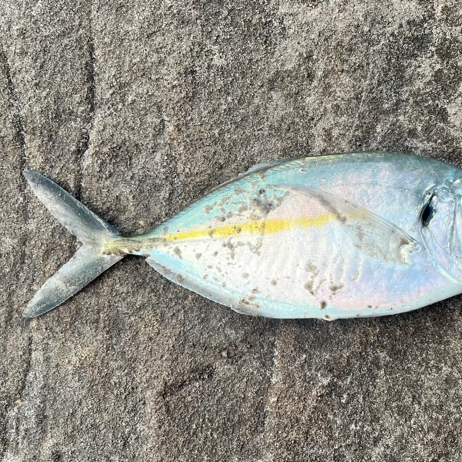 The most recent White trevally catches on Fishbrain