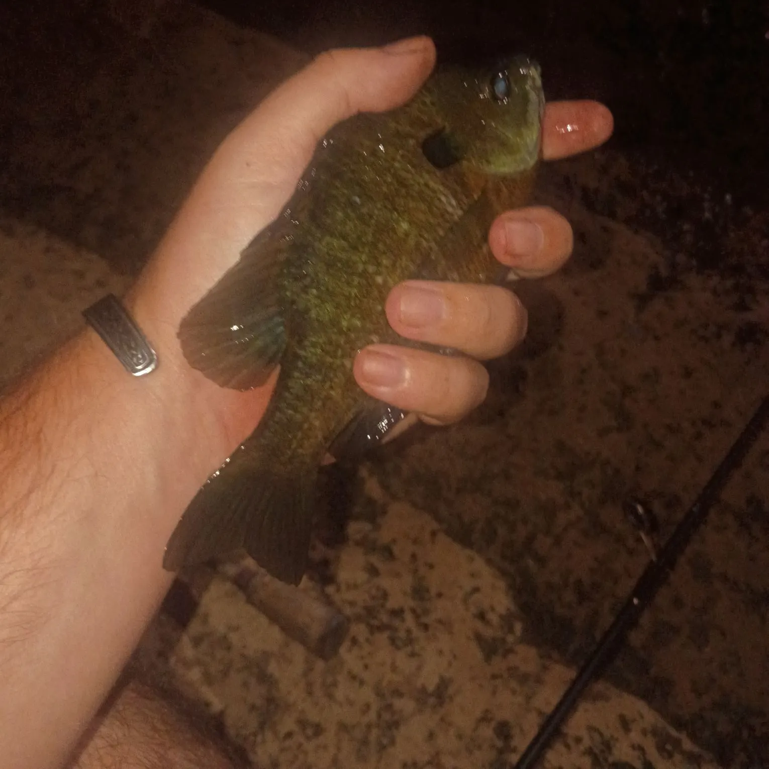 Bluegill caught on Fishbrain
