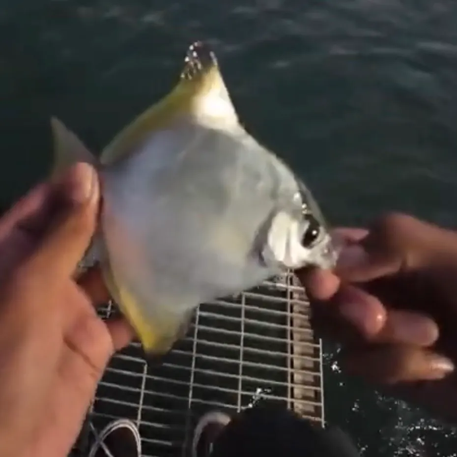 The most recent Silver moony catches on Fishbrain