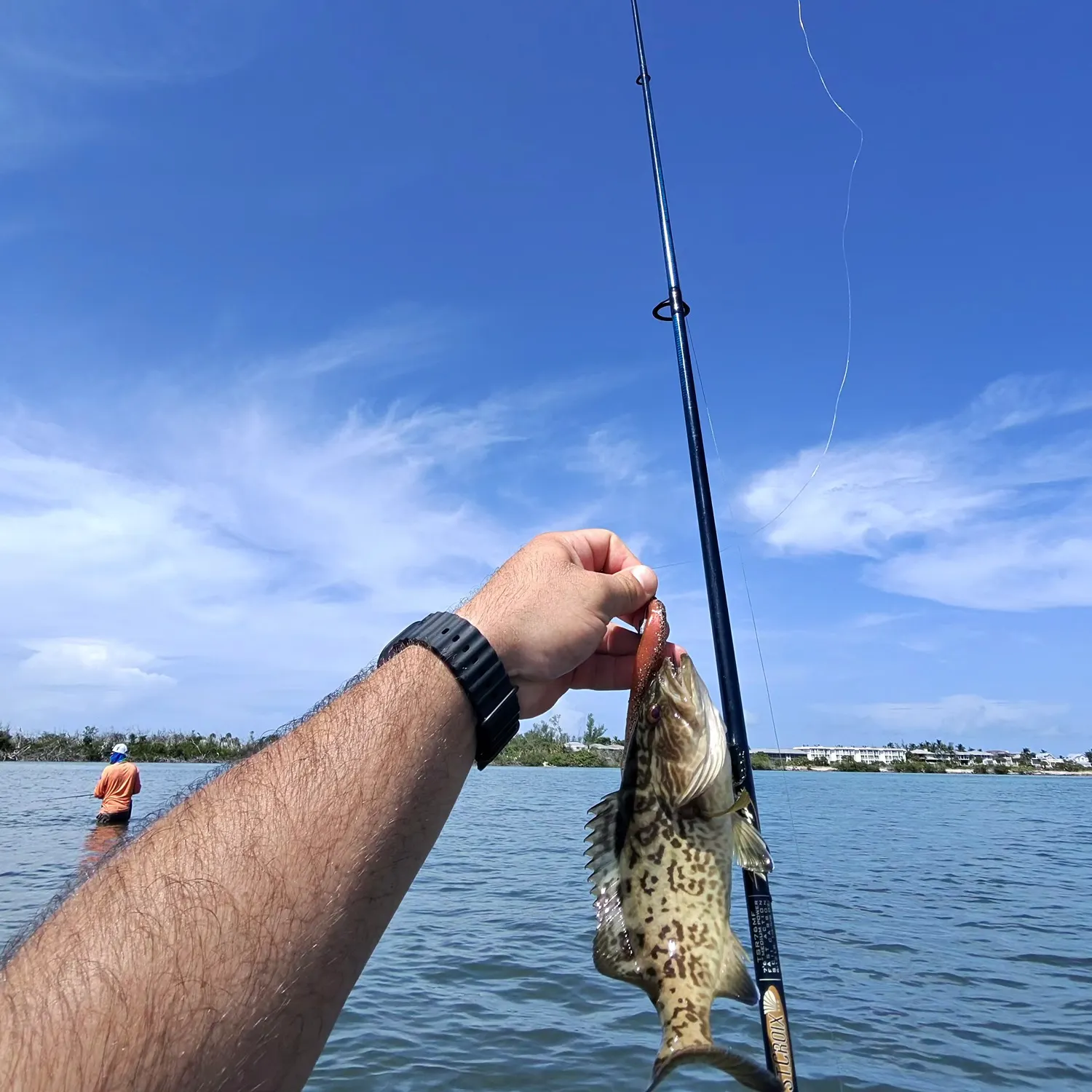 Gag grouper caught on Fishbrain