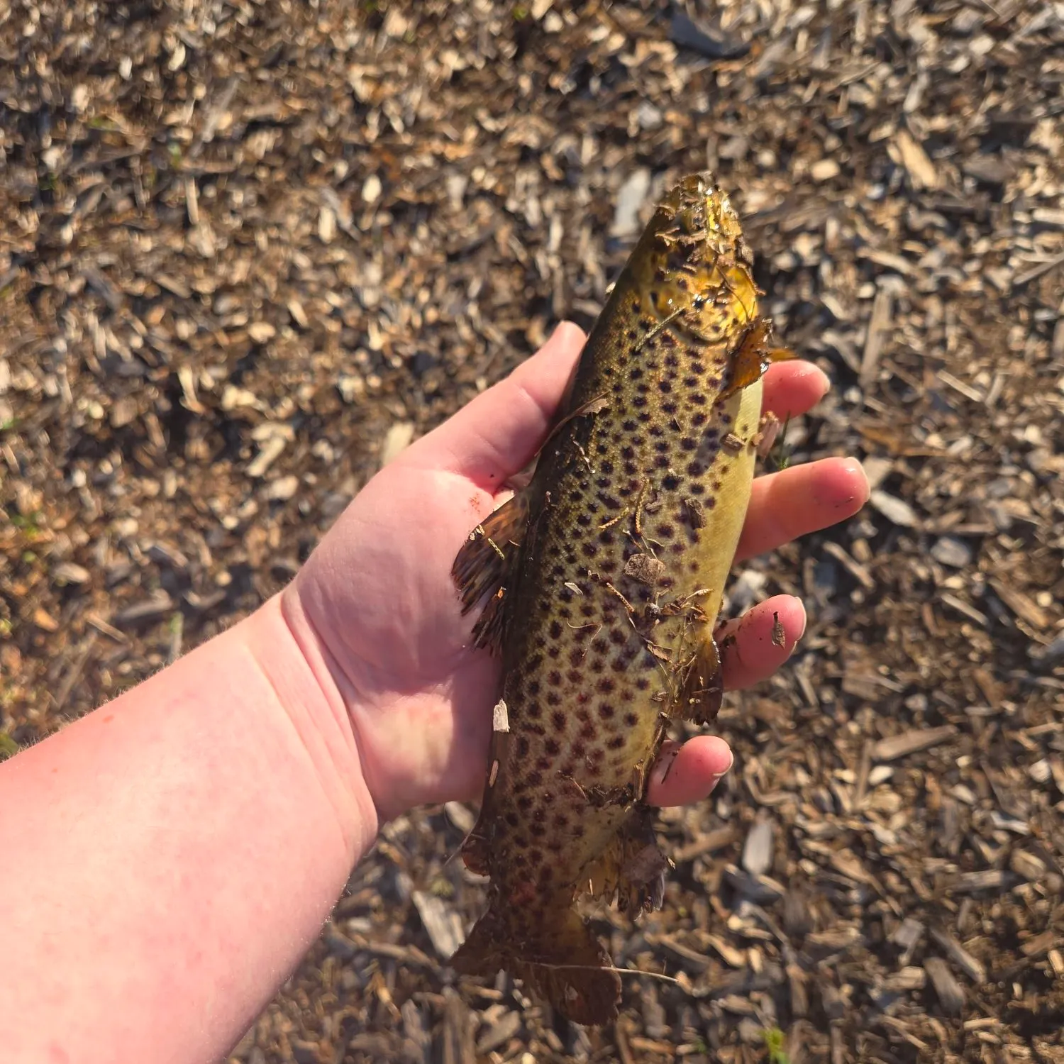 The most recent Lake trout catches on Fishbrain