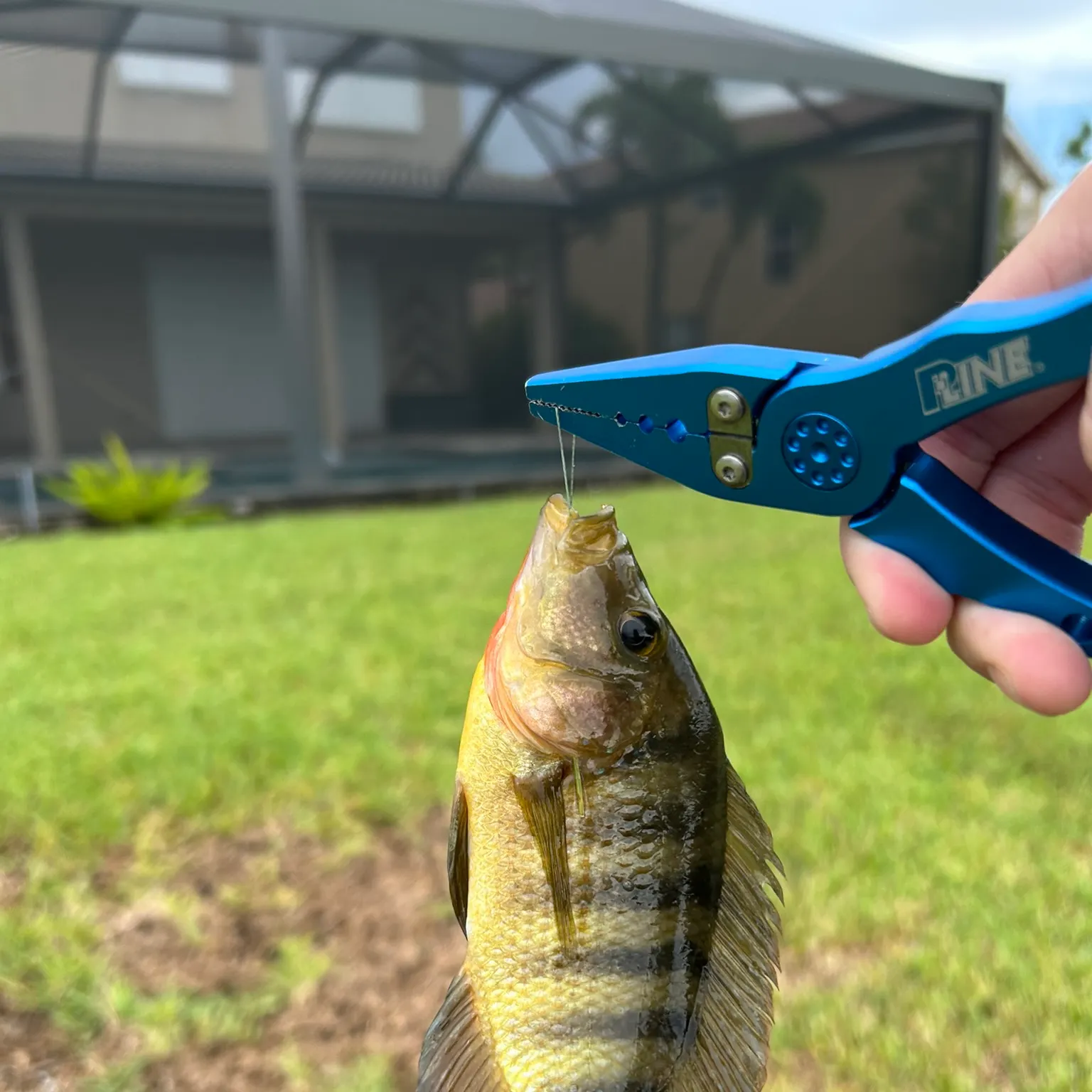 The most recent Mayan cichlid catches on Fishbrain