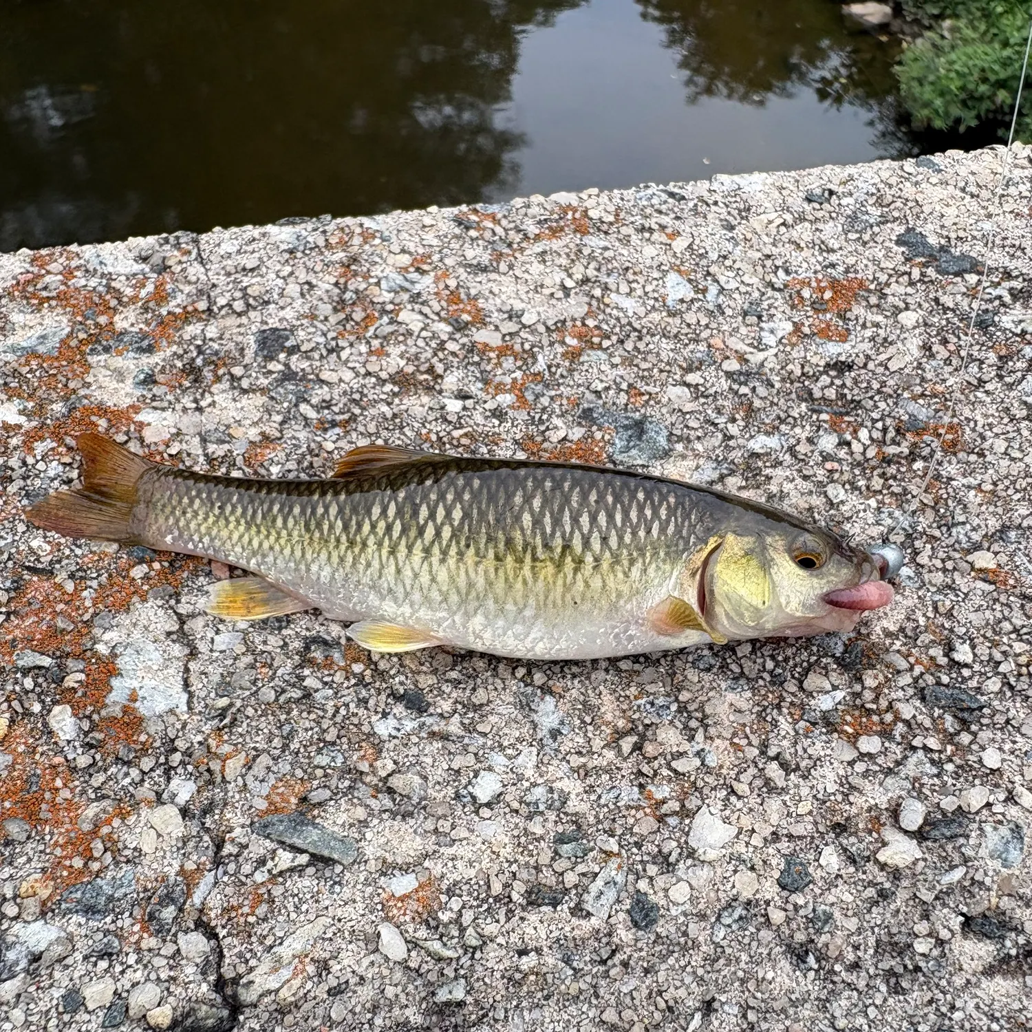 The most recent Bluehead chub catches on Fishbrain
