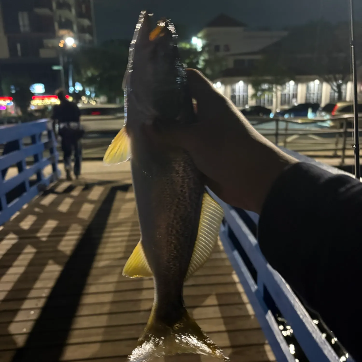 Gray weakfish caught on Fishbrain