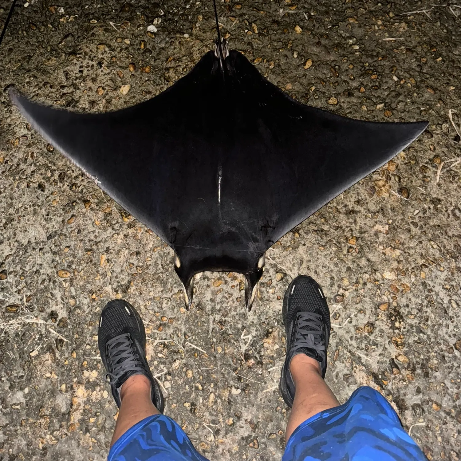 The most recent Giant oceanic manta ray catches on Fishbrain