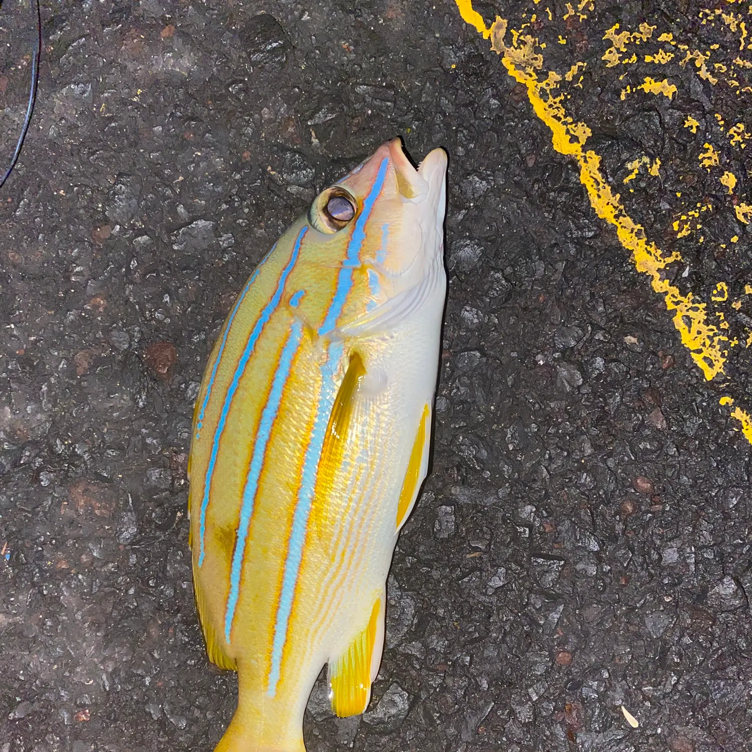 The most recent Common bluestripe snapper catches on Fishbrain