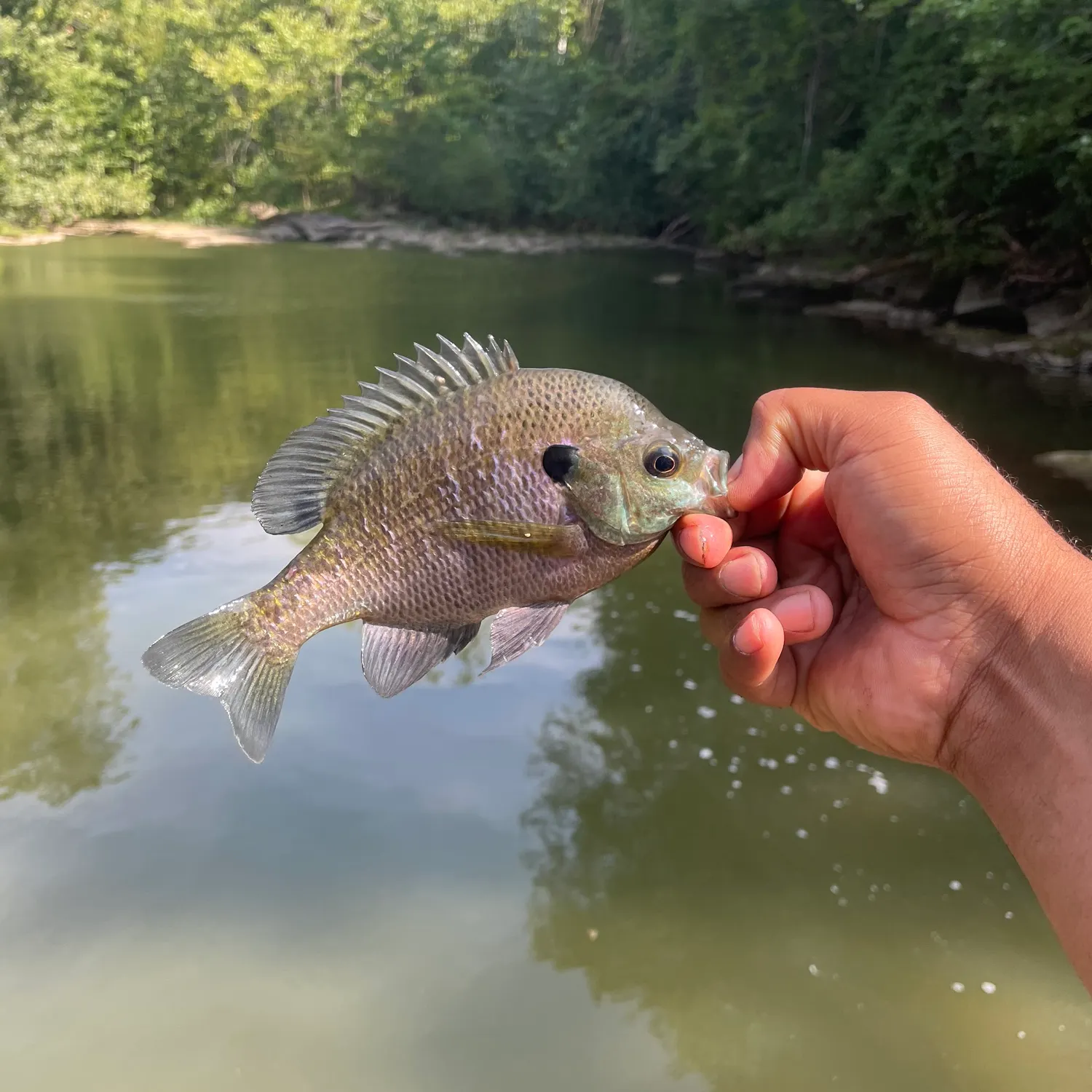 Bluegill caught on Fishbrain