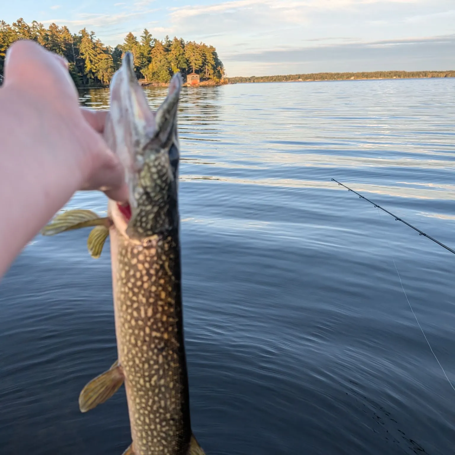 Fish caught on Fishbrain