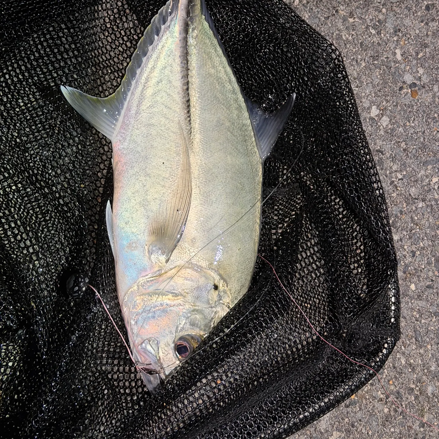 The most recent White trevally catches on Fishbrain