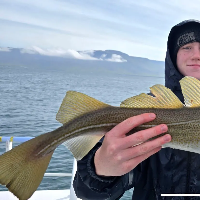 The most recent Atlantic cod catches on Fishbrain