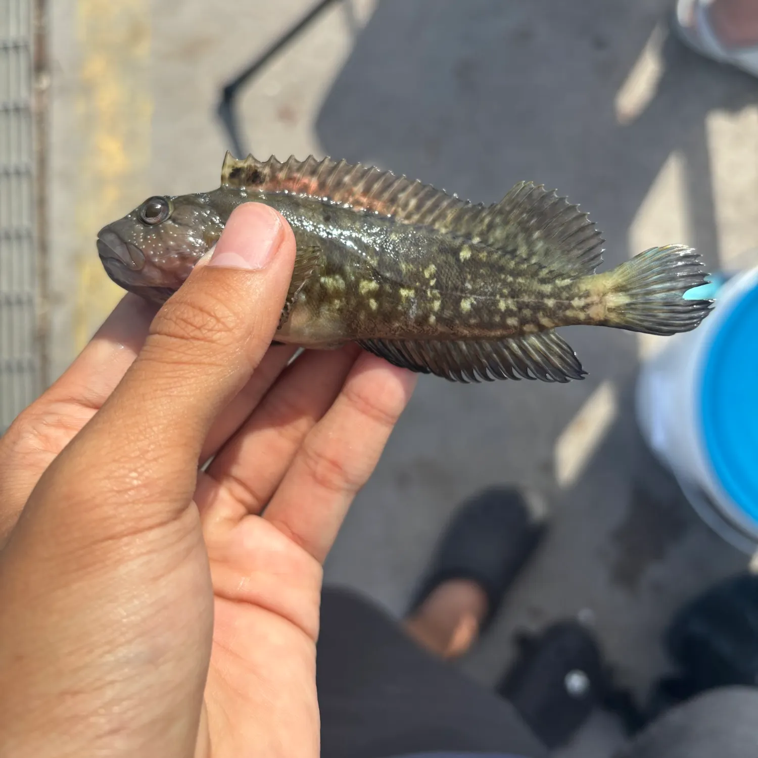 The most recent Shanny catches on Fishbrain