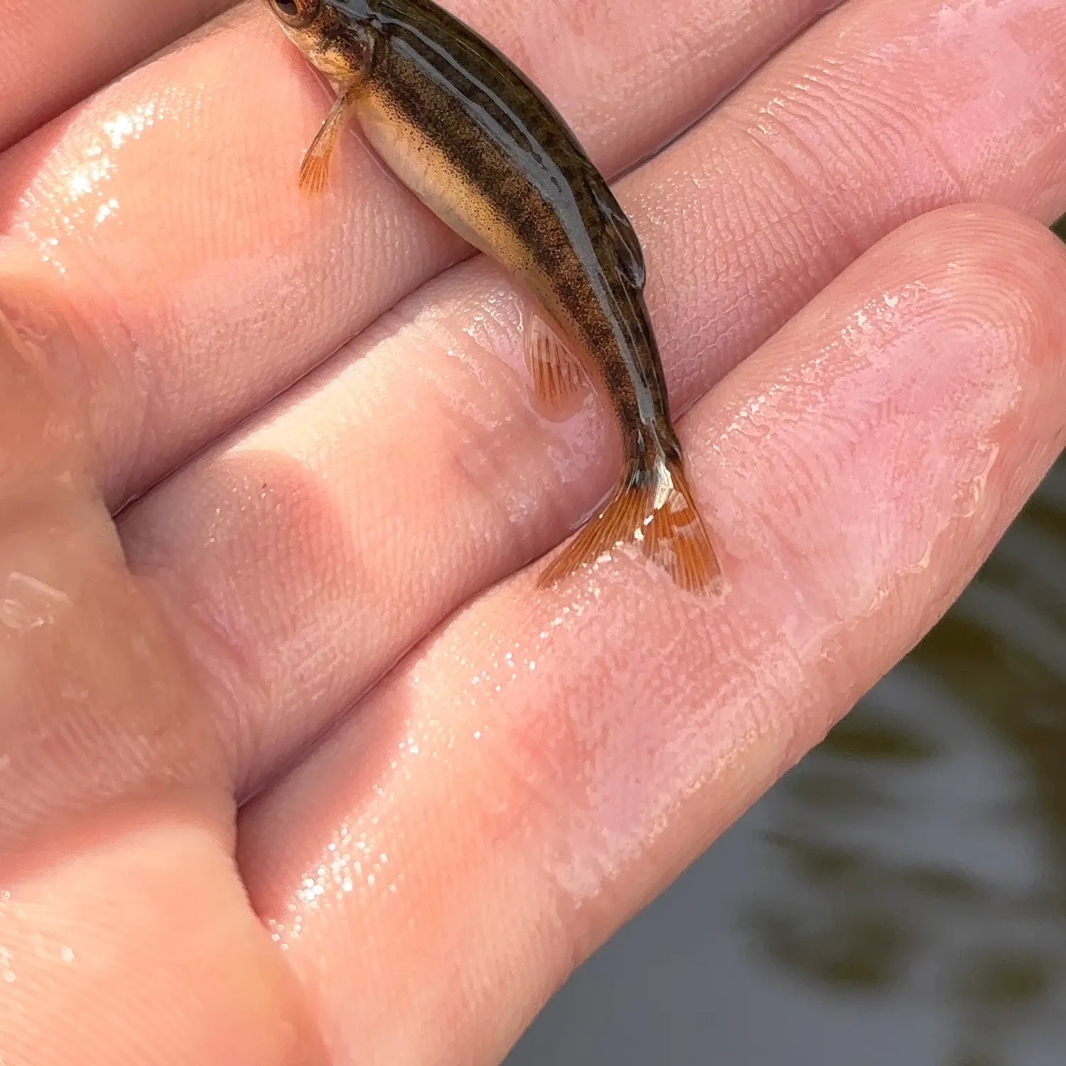 The most recent Eurasian minnow catches on Fishbrain
