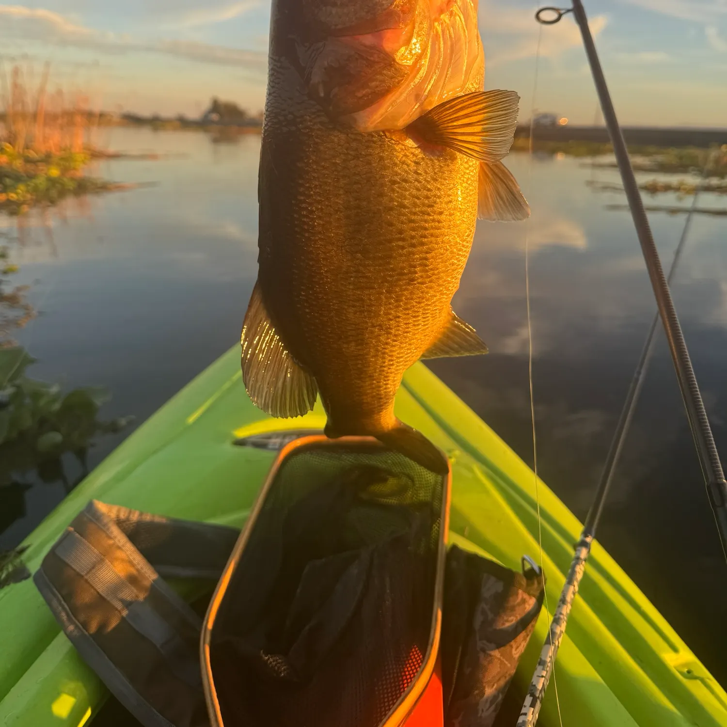 Largemouth bass caught on Fishbrain