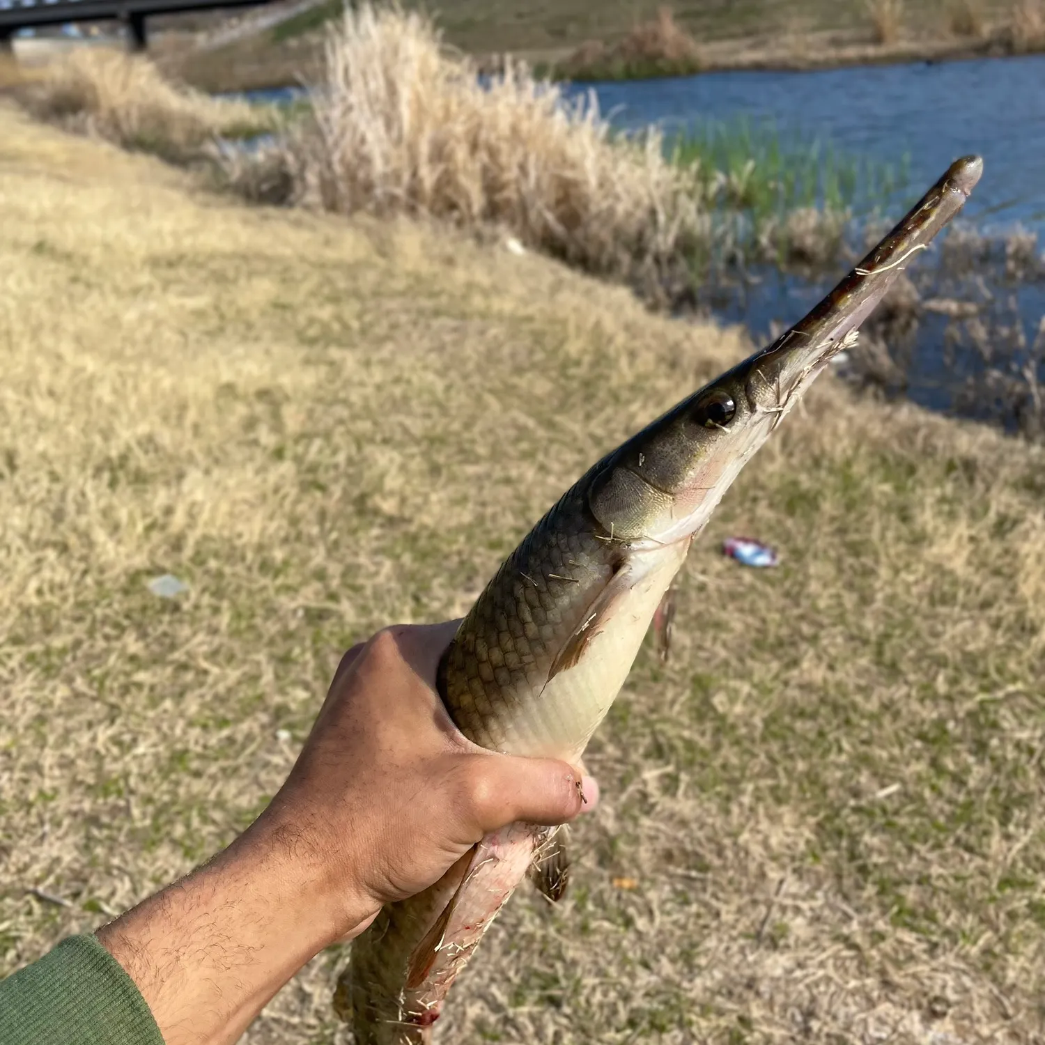 The most recent Spotted gar catches on Fishbrain