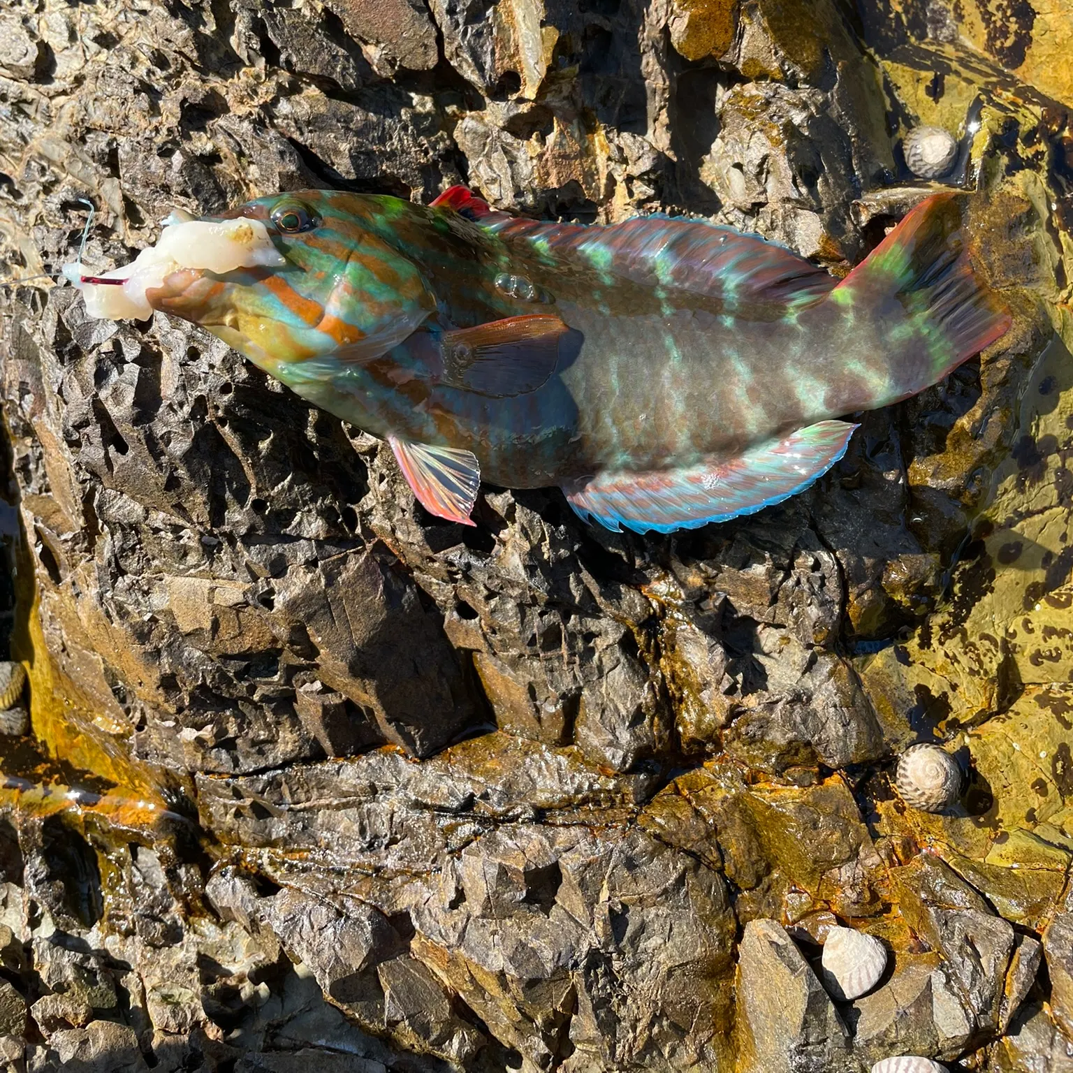 Fish caught on Fishbrain