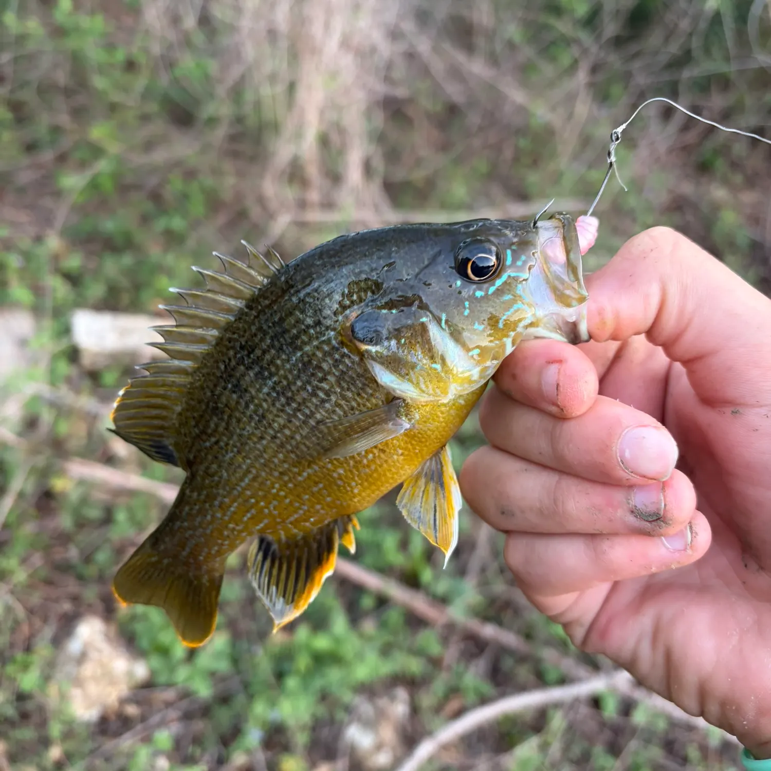 The most recent Warmouth catches on Fishbrain