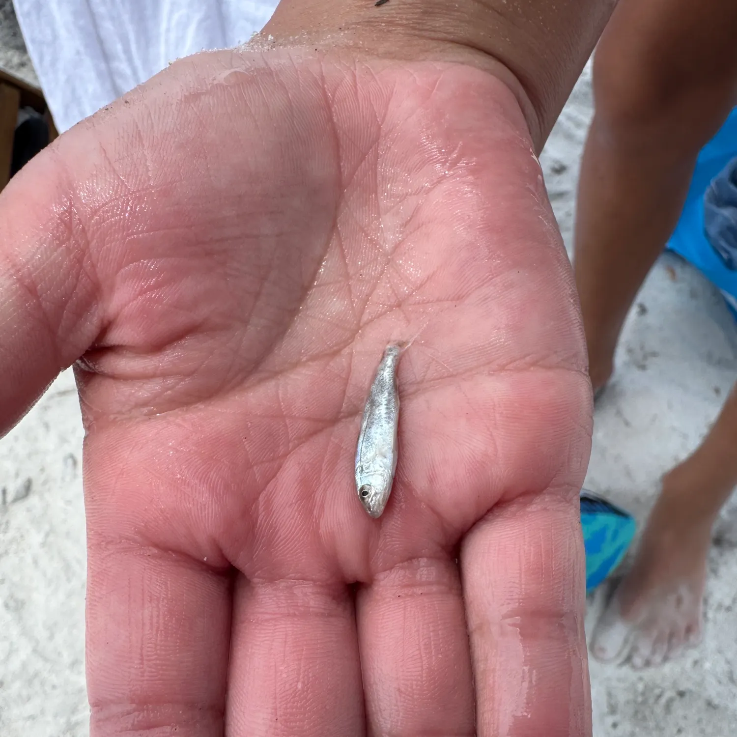 The most recent Atlantic silverside catches on Fishbrain