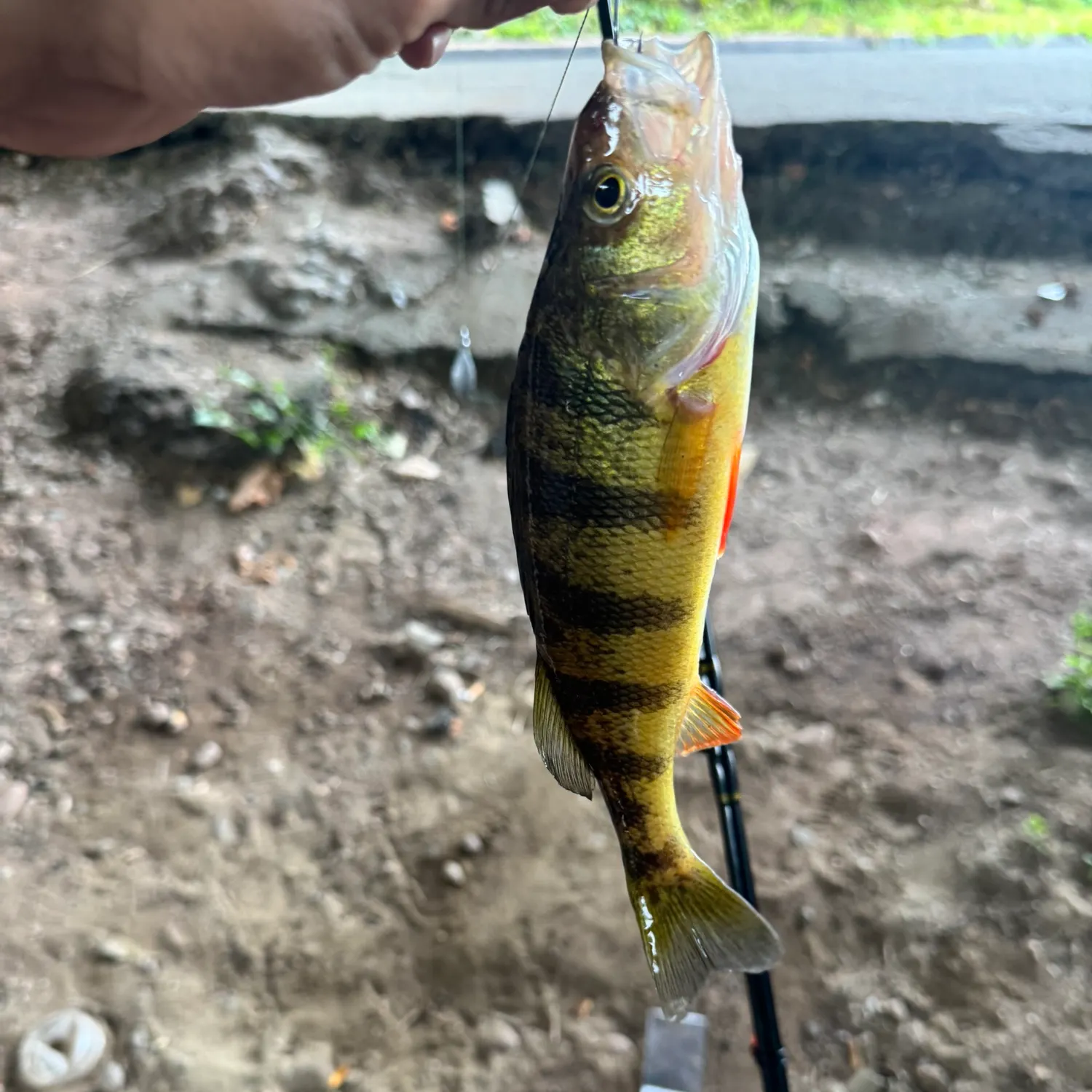 Fish caught on Fishbrain
