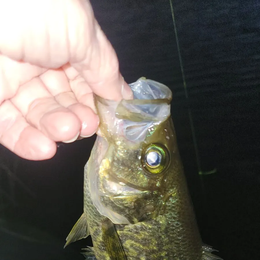 The most recent Black crappie catches on Fishbrain