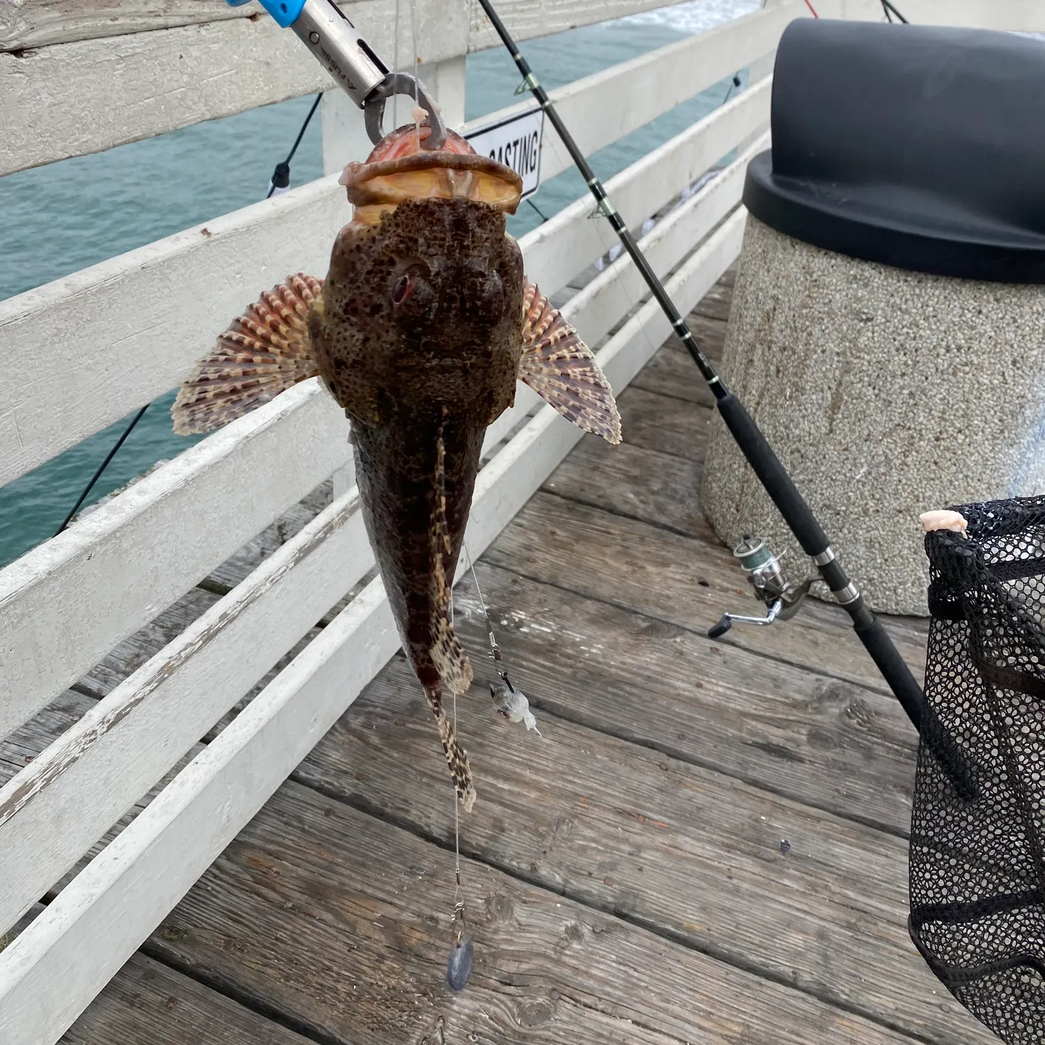 The most recent California scorpionfish catches on Fishbrain