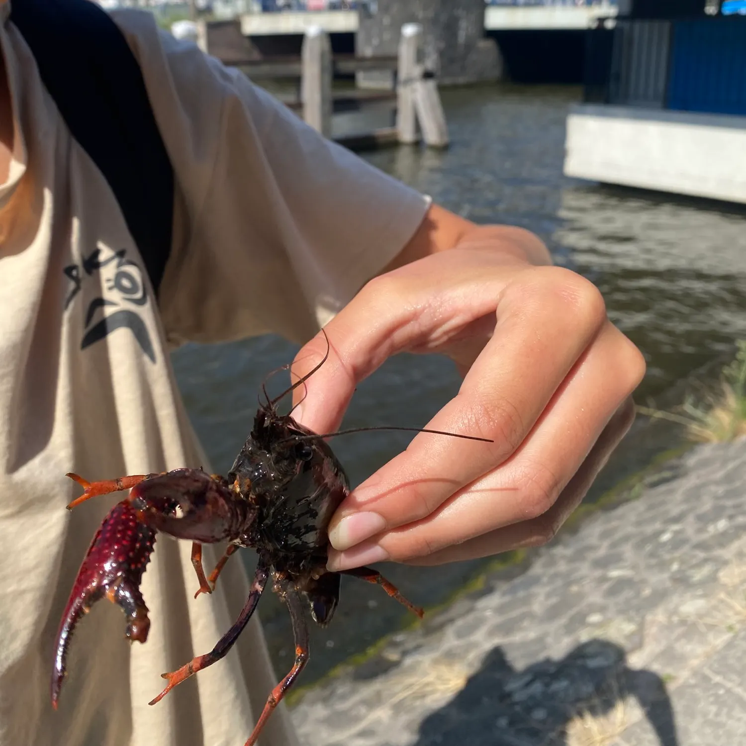 The most recent Red swamp crayfish catches on Fishbrain
