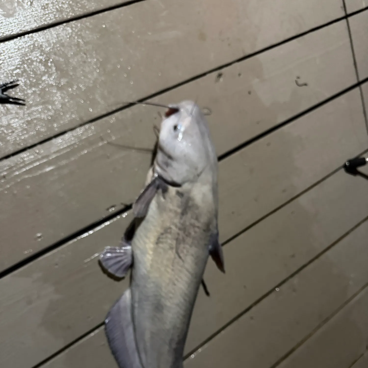 Blue catfish caught on Fishbrain