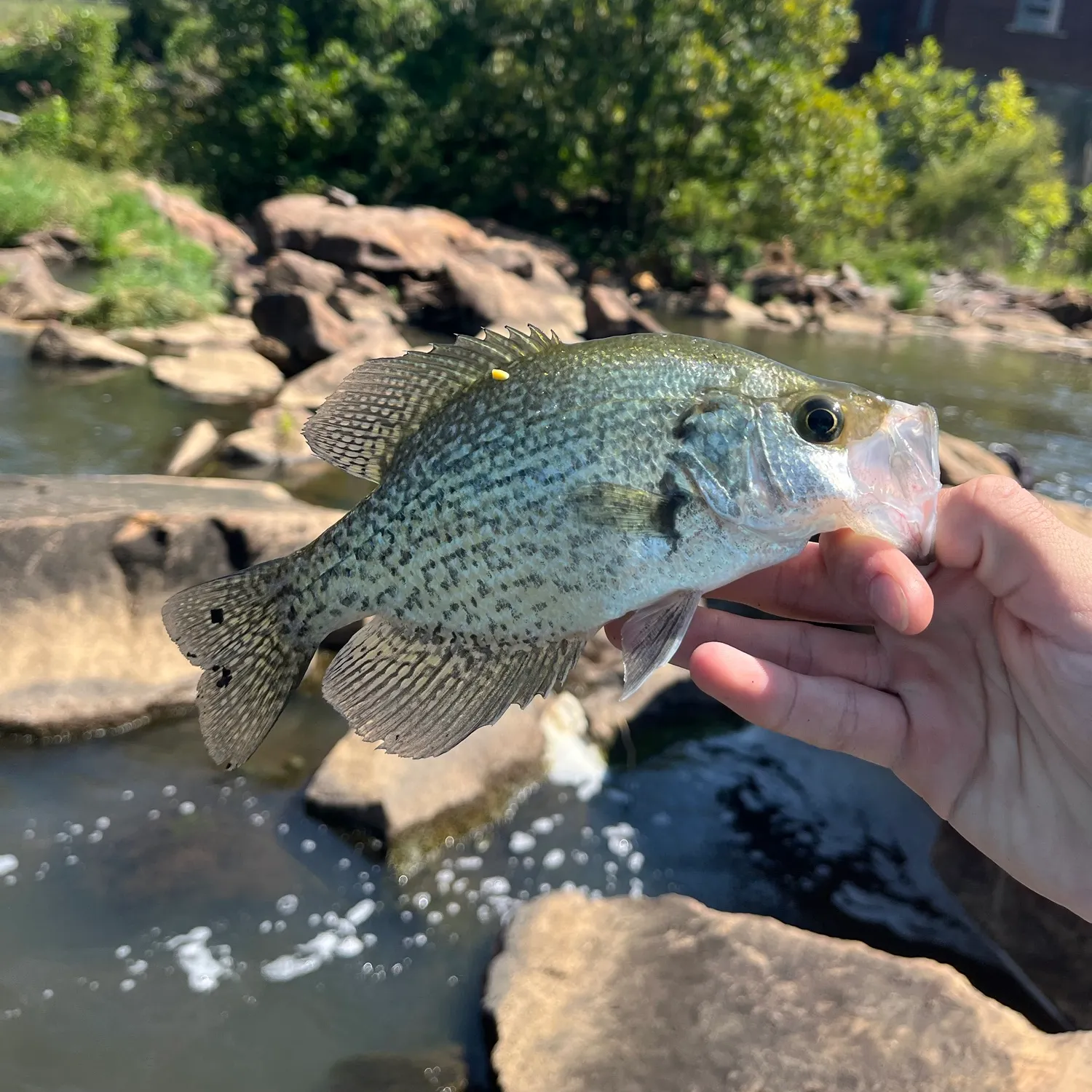 Black crappie caught on Fishbrain