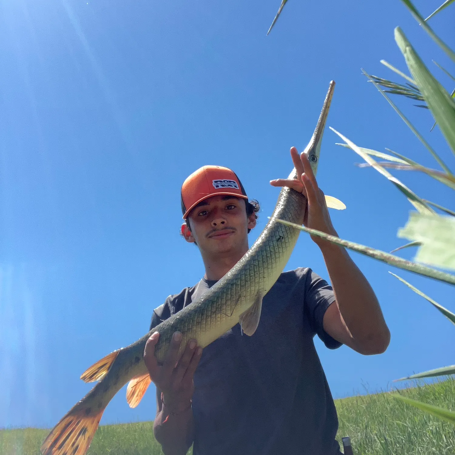 The most recent Shortnose gar catches on Fishbrain