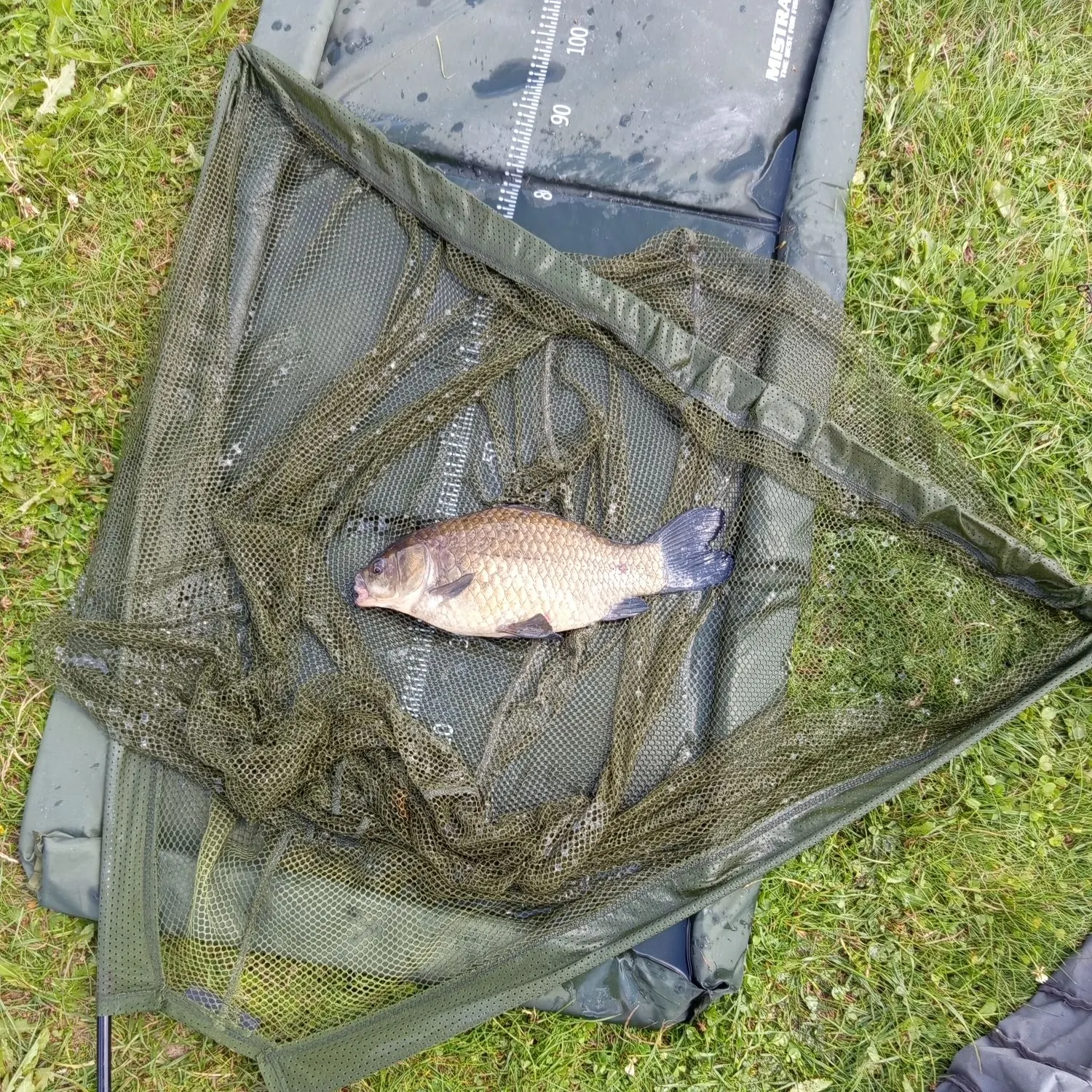 The most recent Crucian carp catches on Fishbrain