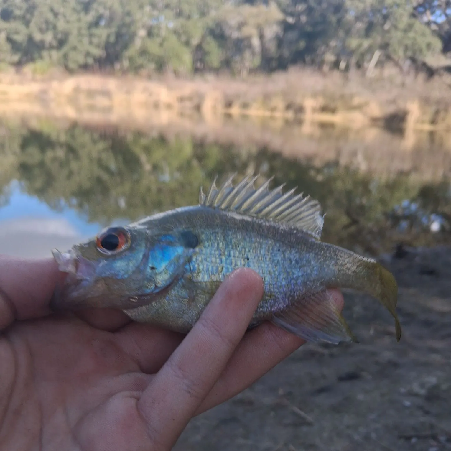 The most recent Warmouth catches on Fishbrain