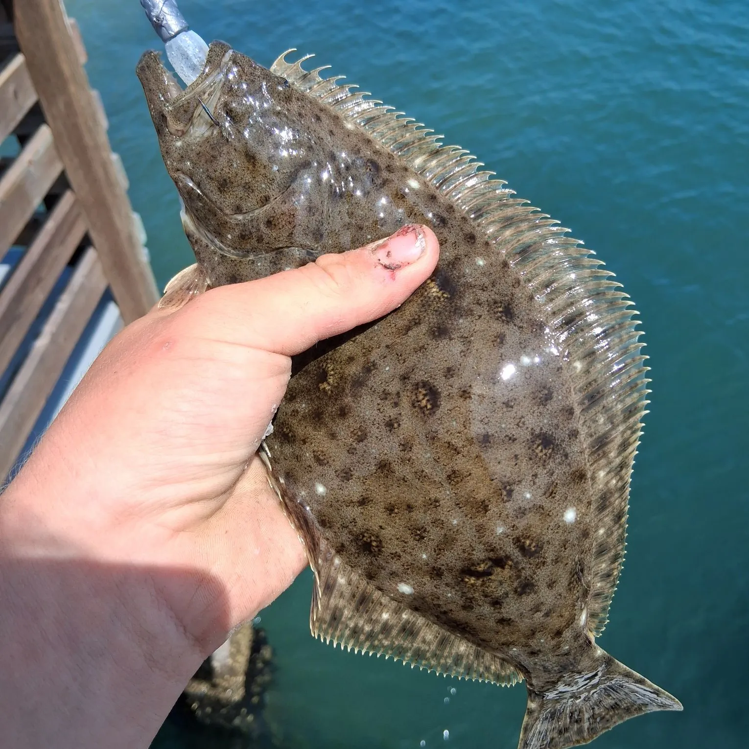 The most recent California halibut catches on Fishbrain