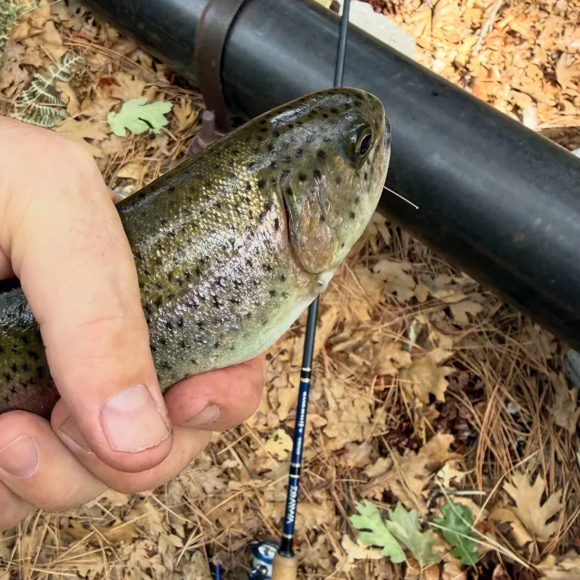 Rainbow trout caught on Fishbrain