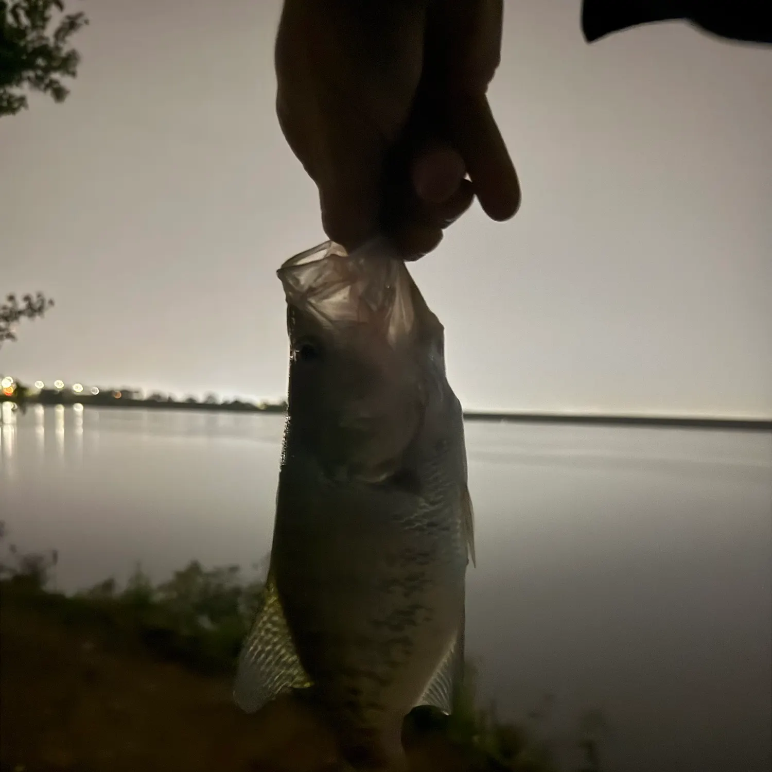 White crappie caught on Fishbrain