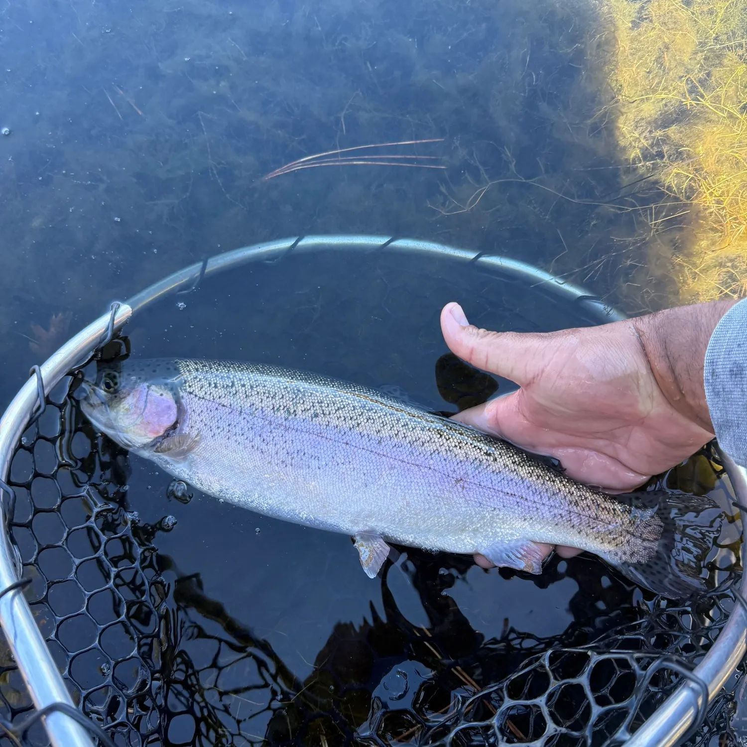 Rainbow trout caught on Fishbrain