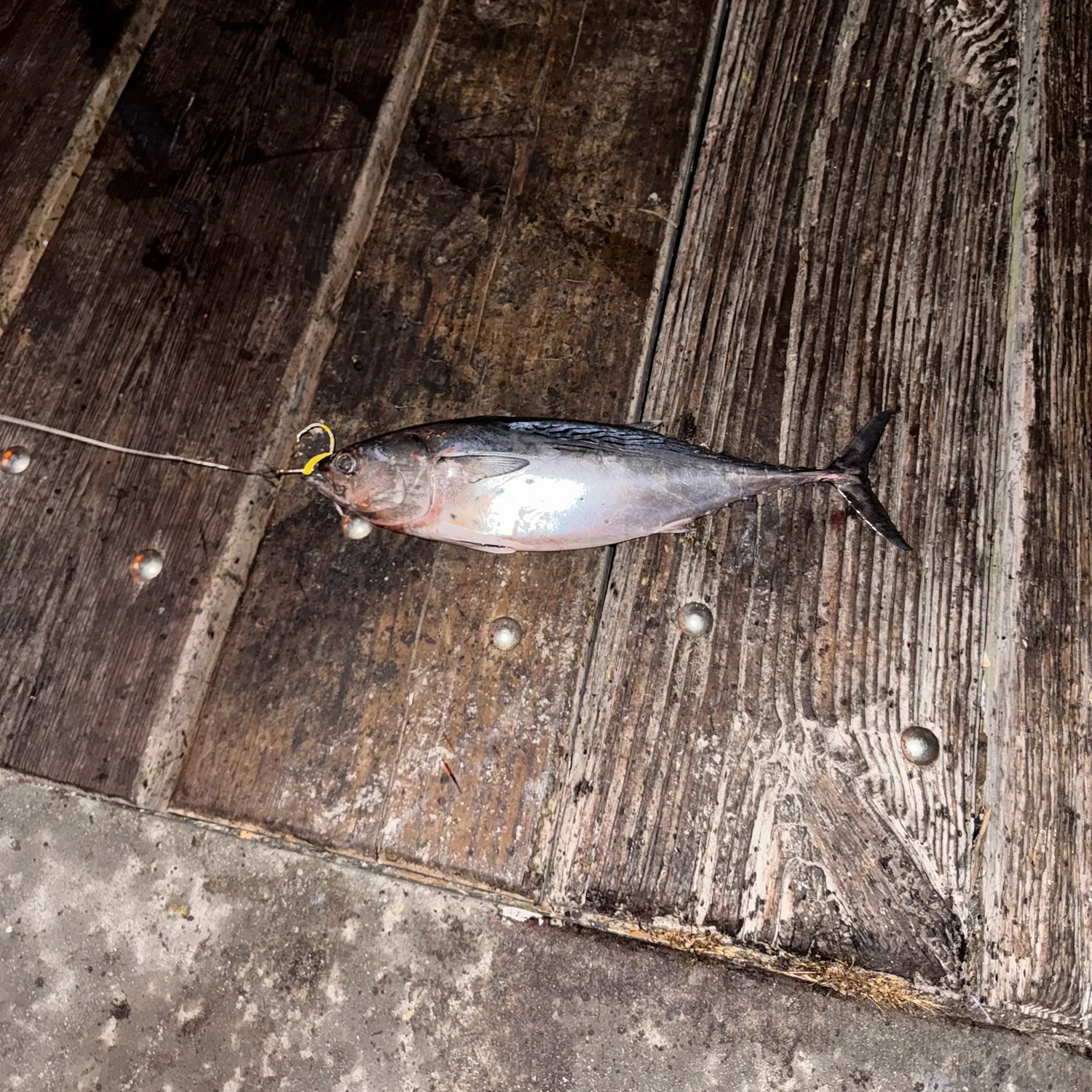 The most recent Steel pompano catches on Fishbrain