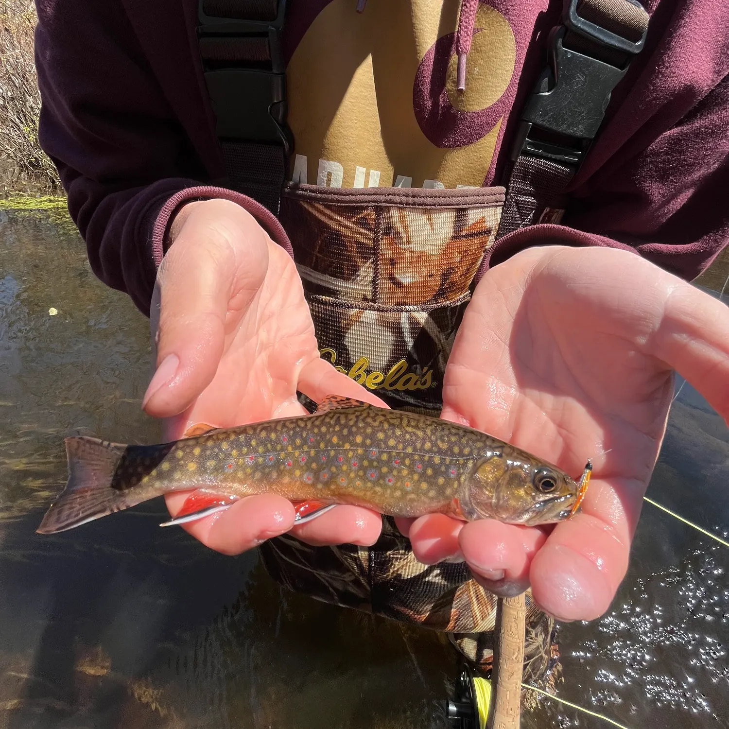 The most recent Salters catches on Fishbrain