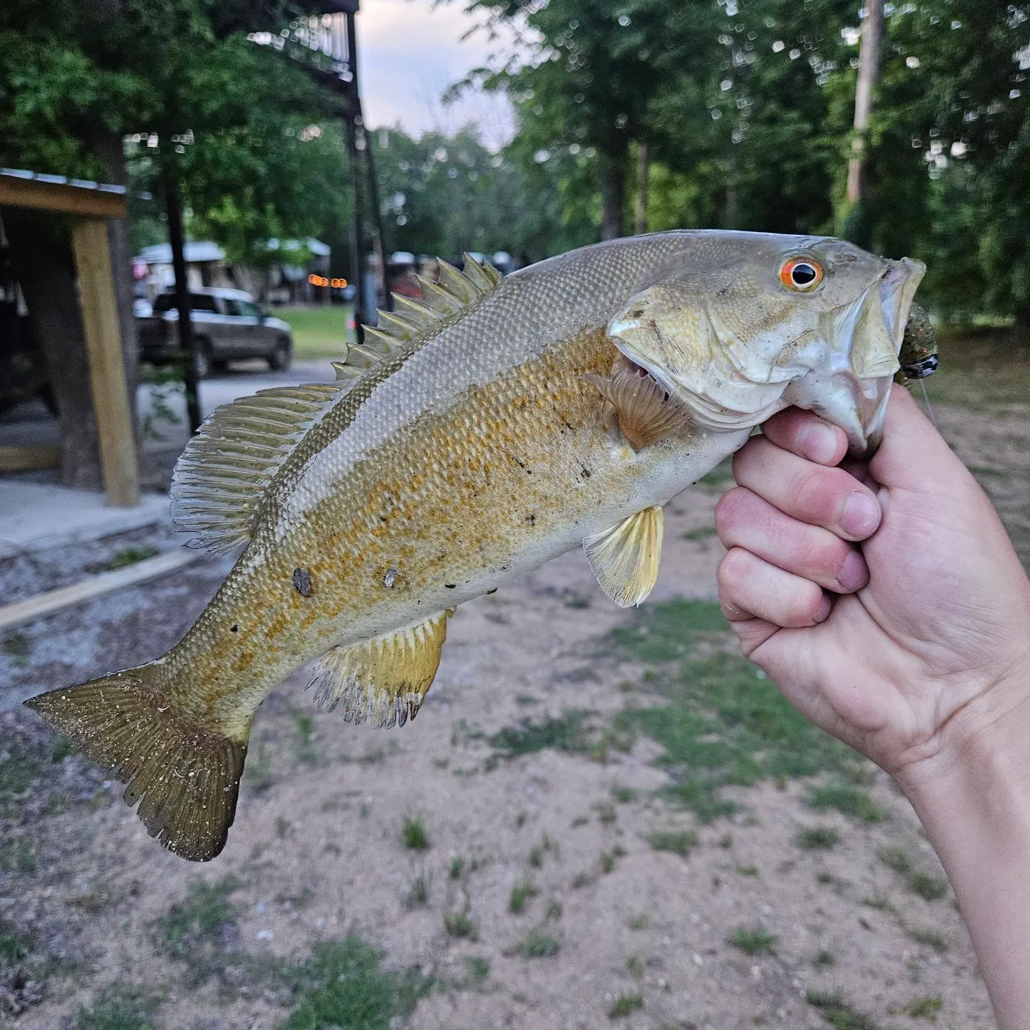The most recent Neosho bass catches on Fishbrain