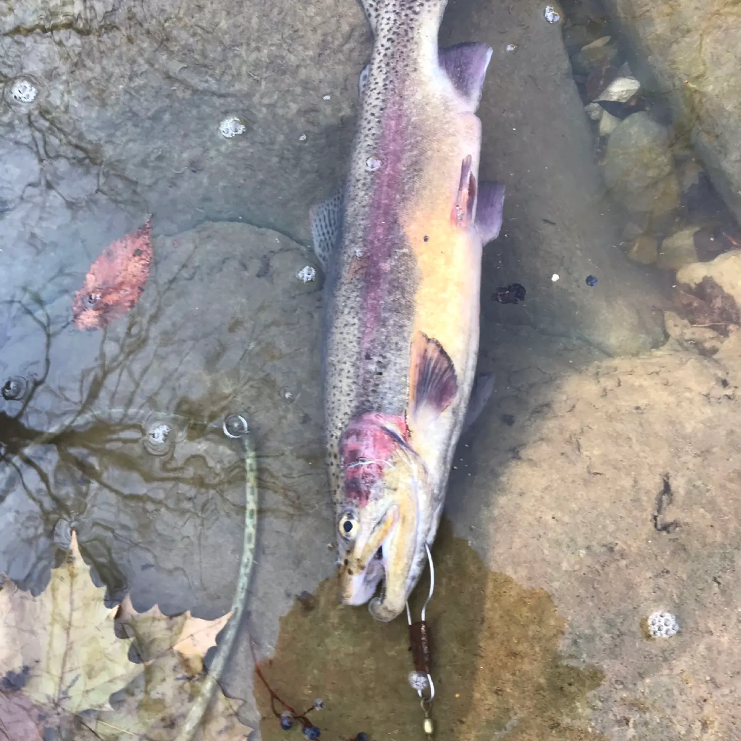 recently logged catches