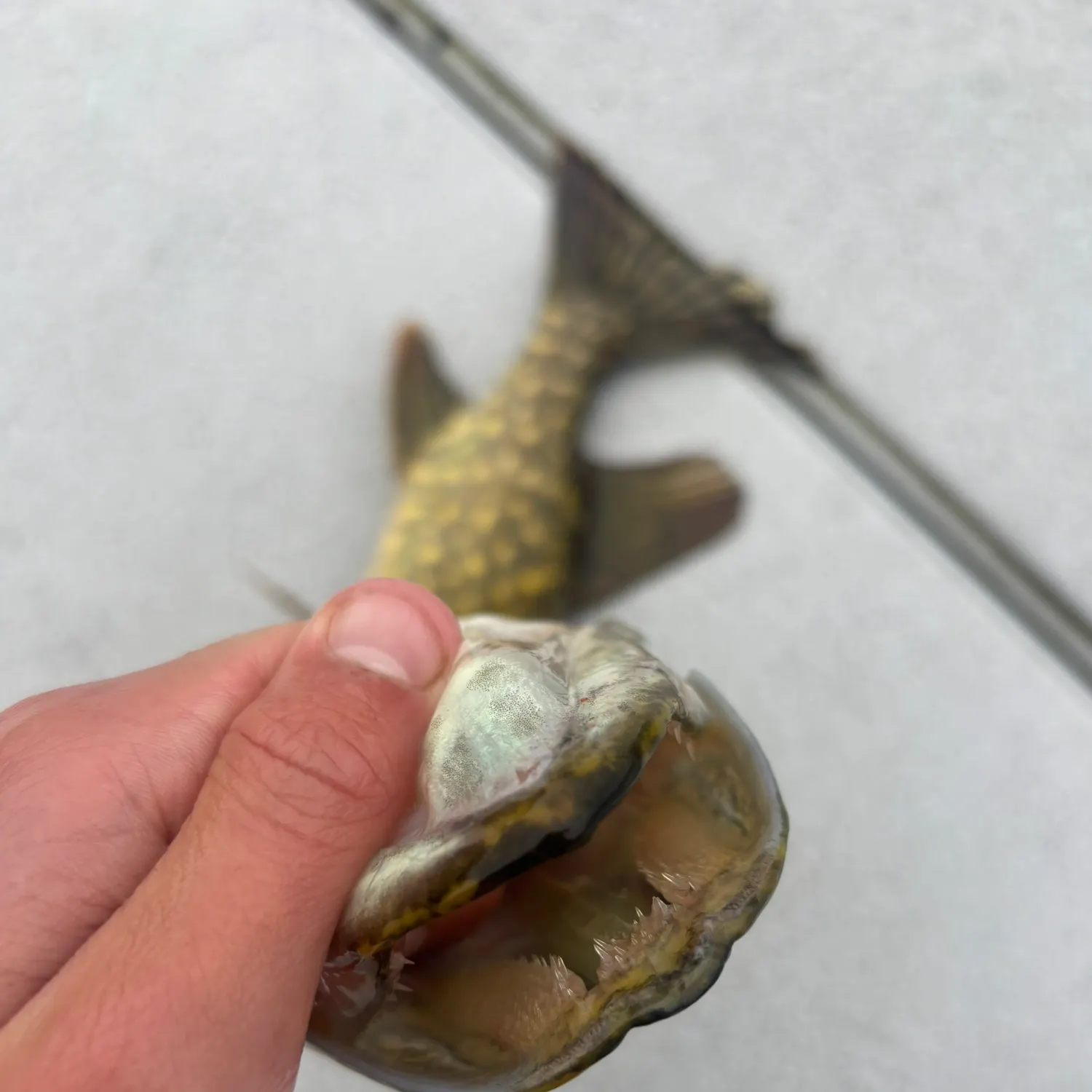 catch