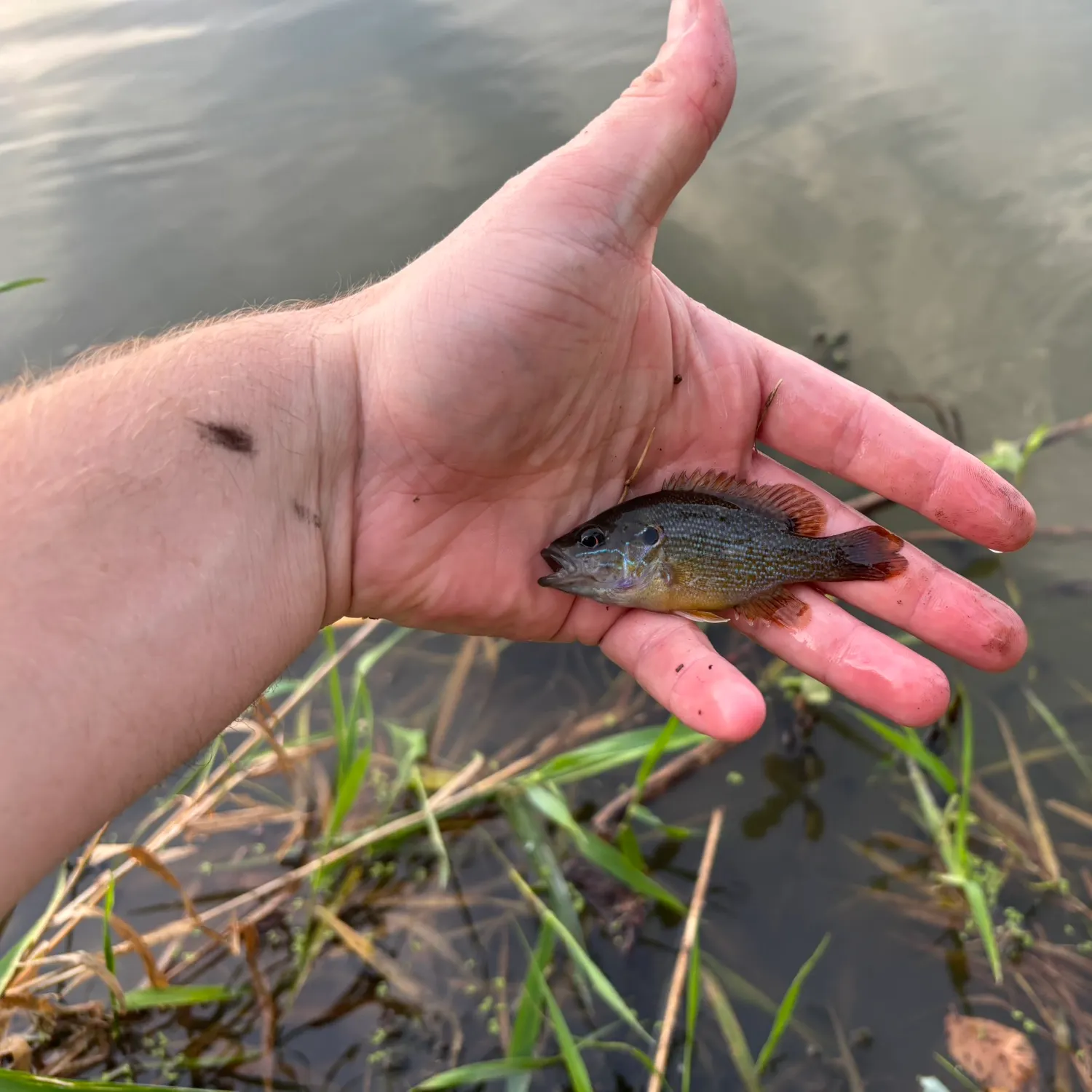 Green sunfish caught on Fishbrain