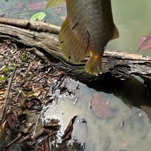 The most recent Silver arowana catches on Fishbrain