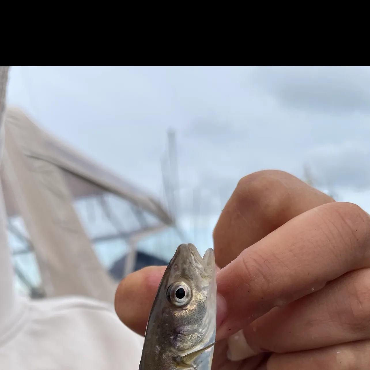 The most recent Whiting catches on Fishbrain