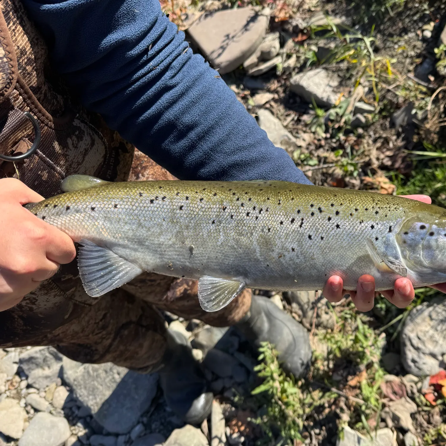 Atlantic salmon caught on Fishbrain