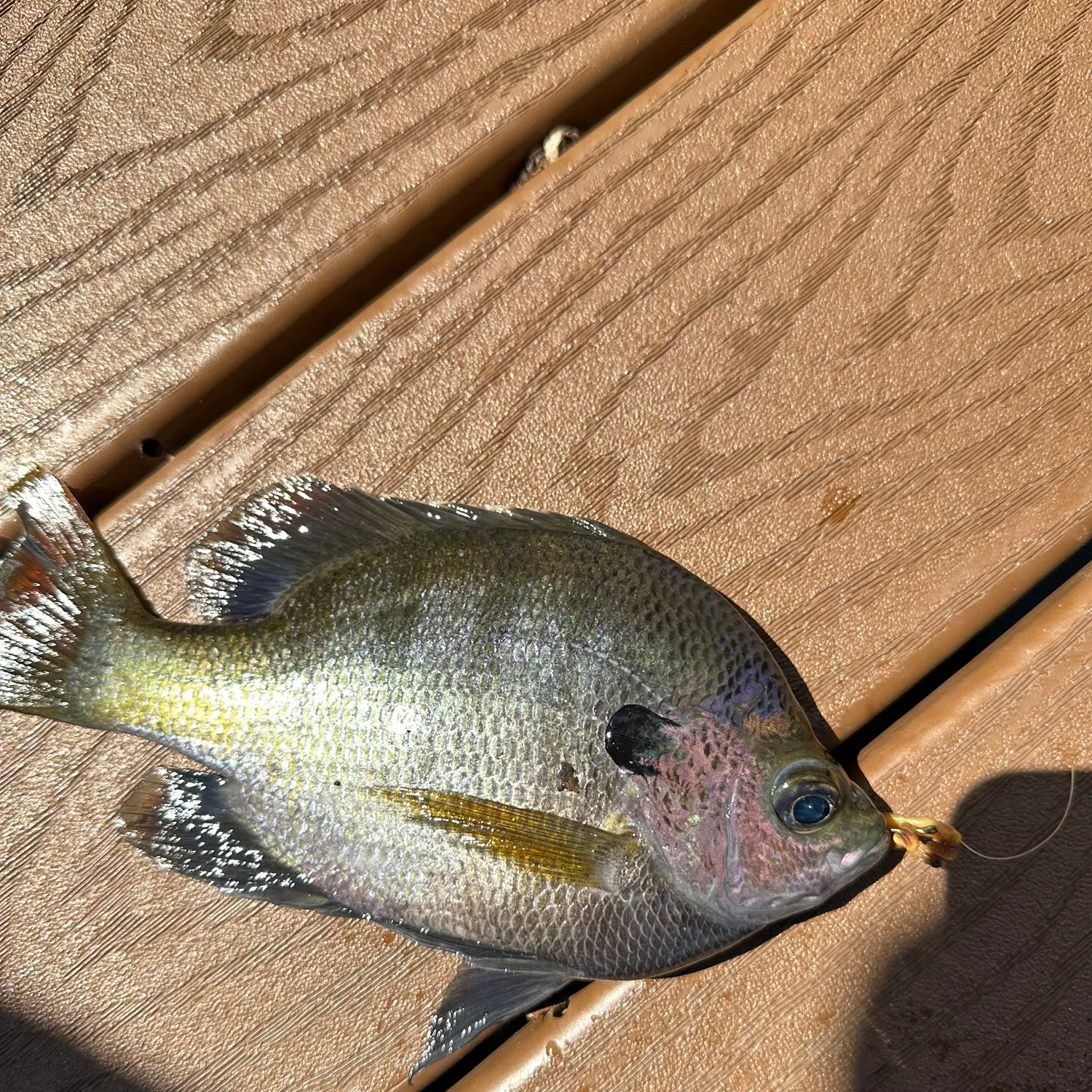 Bluegill caught on Fishbrain