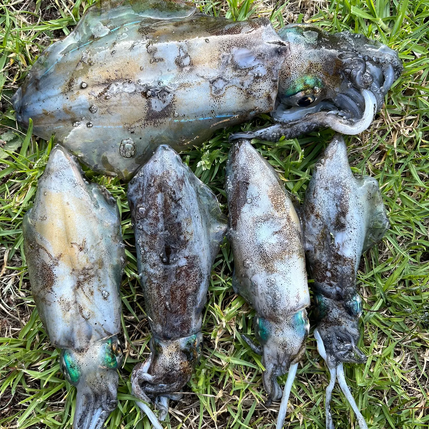 The most recent Southern calamari catches on Fishbrain