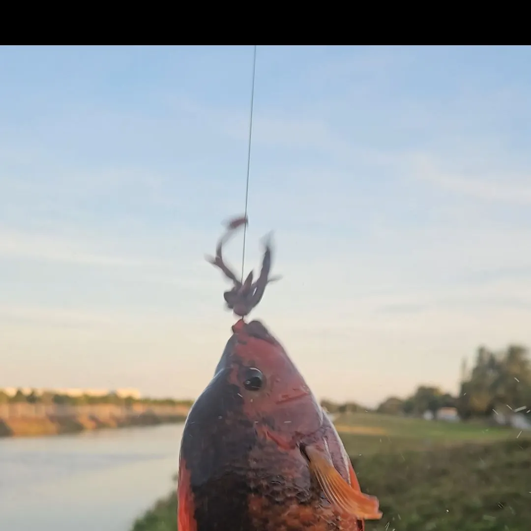 The most recent Midas cichlid catches on Fishbrain