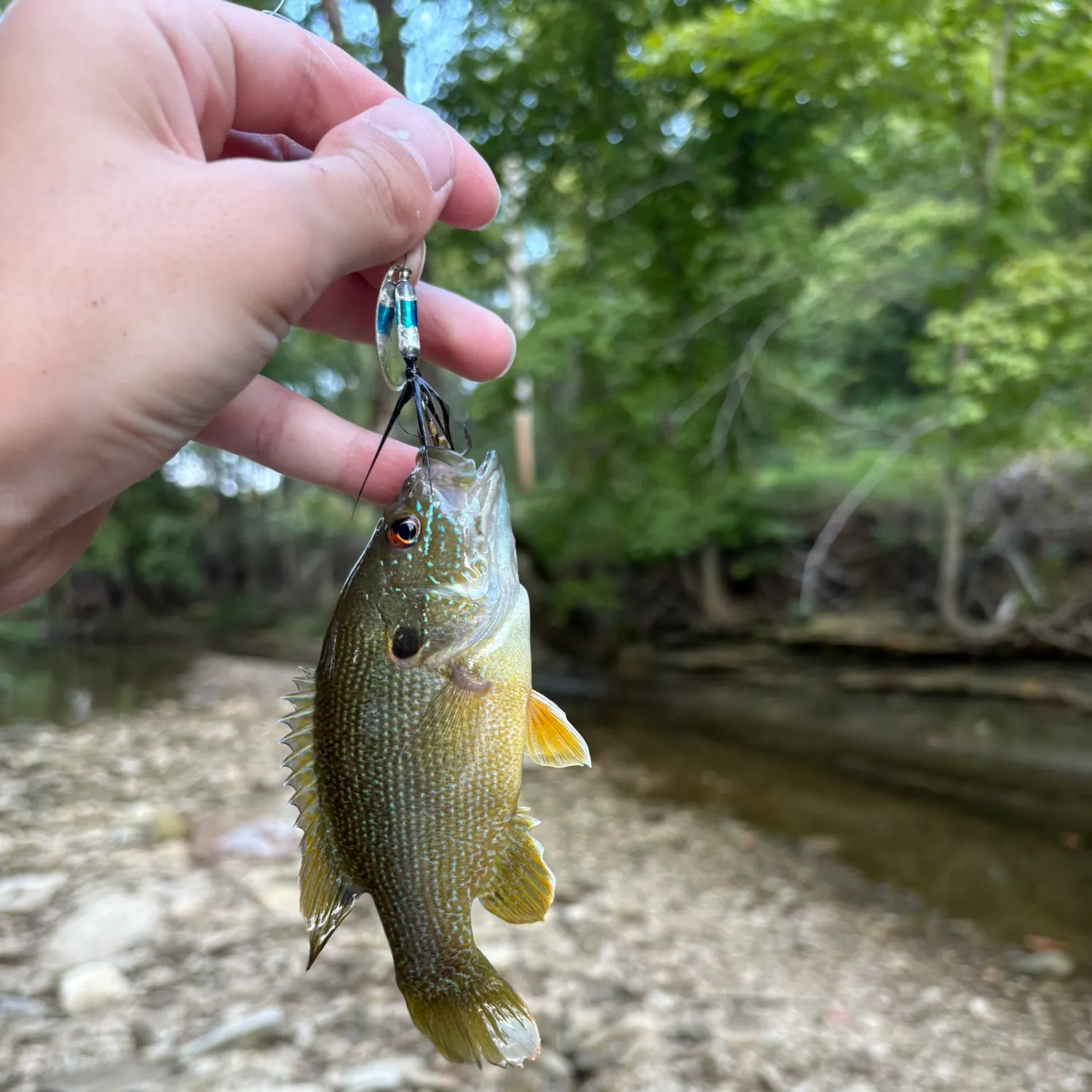 Redear sunfish caught on Fishbrain