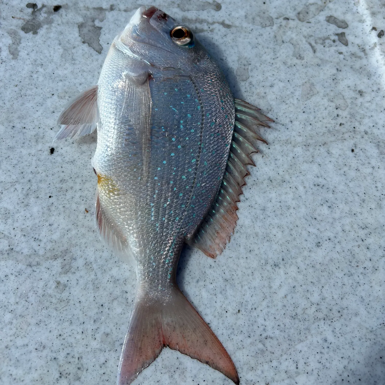 The most recent Pink dentex catches on Fishbrain