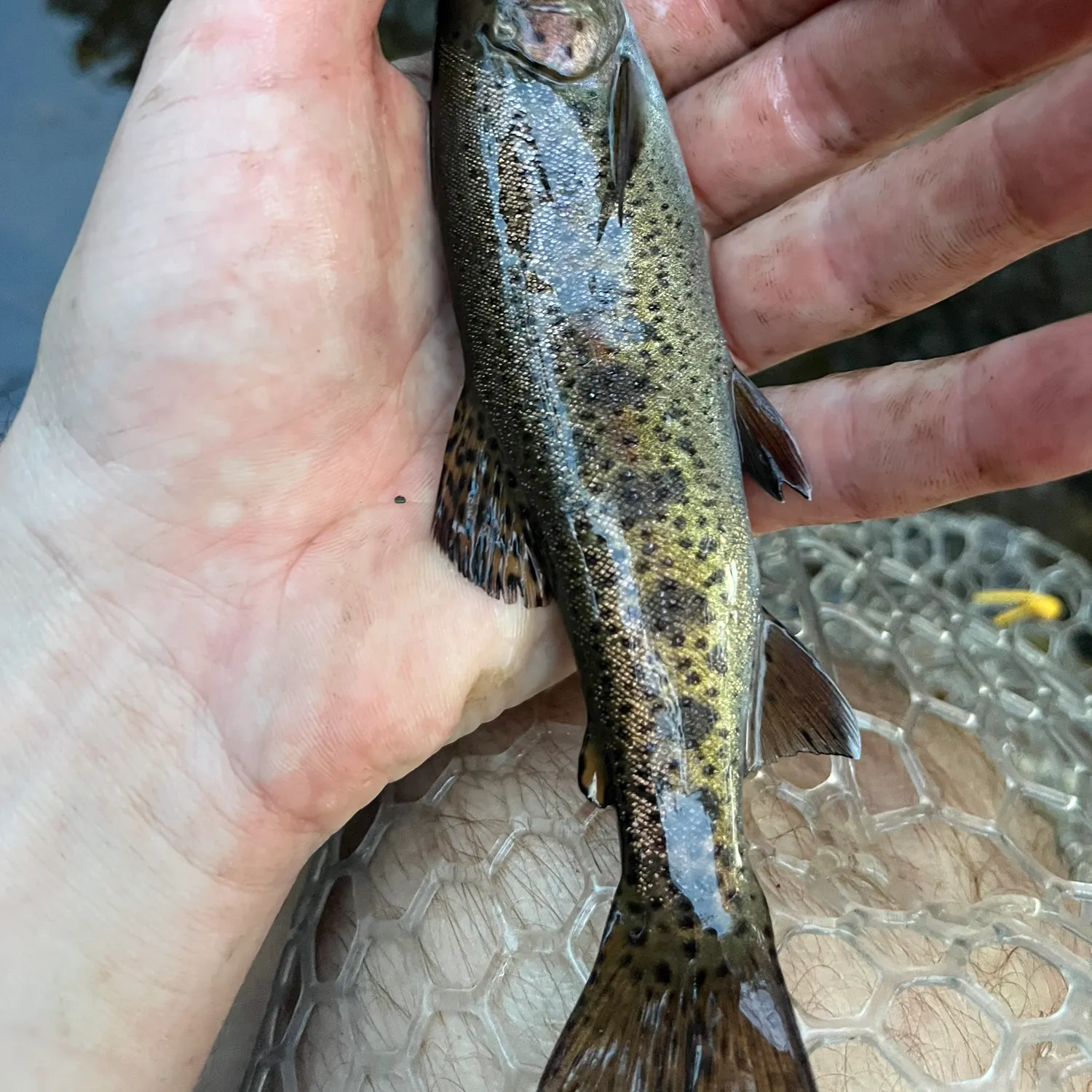 Rainbow trout caught on Fishbrain