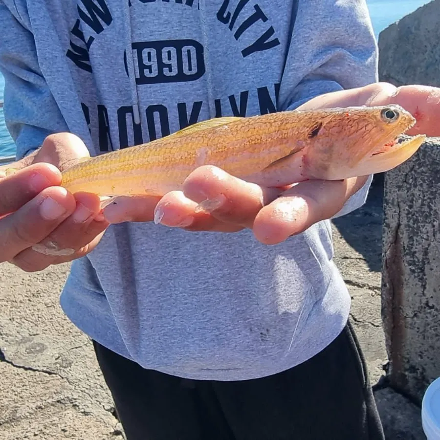 Inshore lizardfish caught on Fishbrain